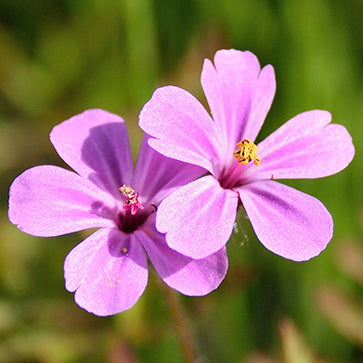 Olejek eteryczny z geranium