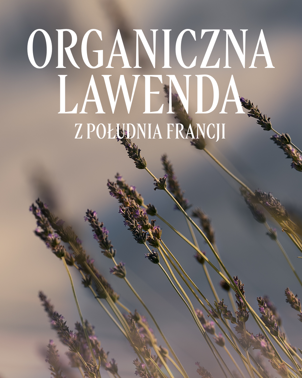 Woda toaletowa Lavande (Lawenda) - Illustration 6