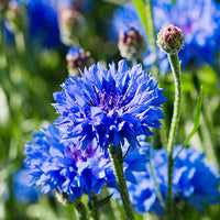 Cornflower_Flower Featured Ingredient - L'Occitane