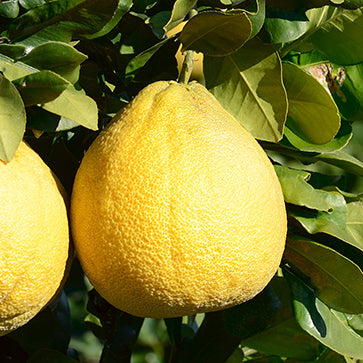 Korsykańskie pomelo