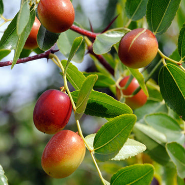 Olej jojoba