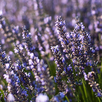 Lavender_1 Featured Ingredient - L'Occitane