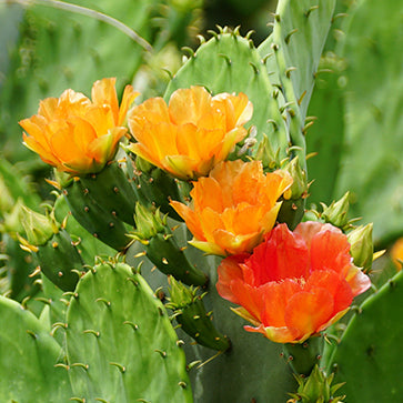 Ekstrakt z opuncji figowej