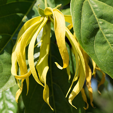 Olejek eteryczny z ylang ylang